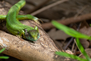Green lizard close up, natural habitat