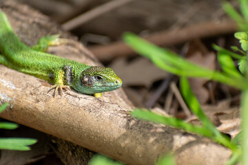 Green lizard close up, natural habitat