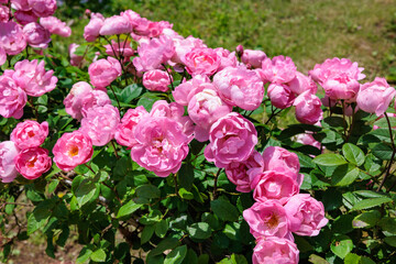 Beautiful pink cup shaped rose flower blooming in a rose garden in Izu.