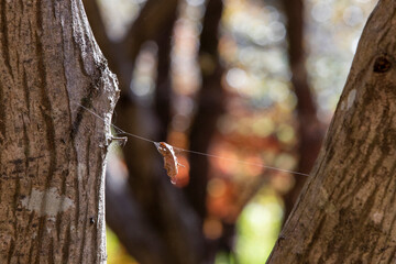 선운사 풍경 이야기