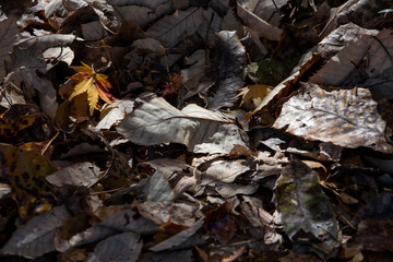 선운사 풍경 이야기
