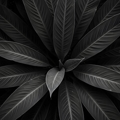 Monochrome Tropical Plant Leaves Close Up