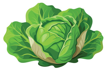 A vibrant green cabbage head shows beautiful fresh leaves isolated on a white background