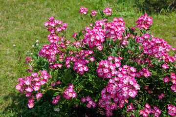 Beautiful vibrant pink rose flowers blooming in a rose garden.