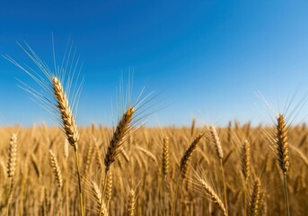 Naklejka premium Ultra sharp golden wheat ears against a vibrant blue sky in a sunny field