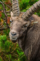 Steinbock Portrait 