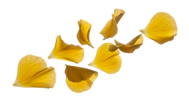 Elegant Scatter of Sunlit Yellow Flower Petals on White Background