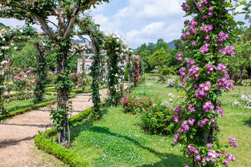 Beautiful pale purple rose flowers blooming in a rose garden in Izu.