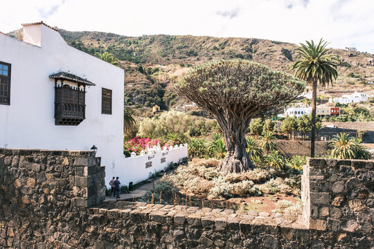 Drago Milenario in Icod de los Vinos with stone fence and mountain backdrop