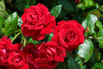 Scene of beautiful red roses blooming in the rose garden.