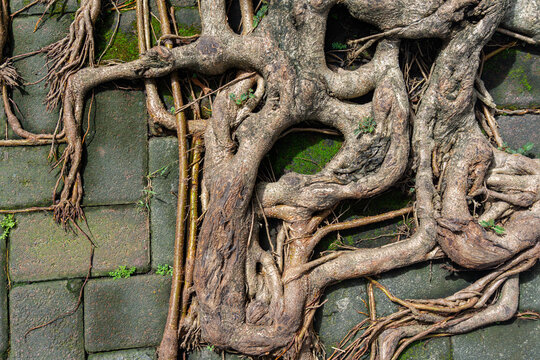 Banyan Tree Roots Crawling on Paving Block Surface