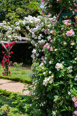 Beautiful white roses blooming in a percolator in a rose garden.
