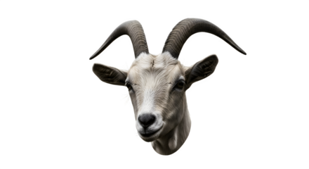 Closeup of a domestic goats head with prominent horns and a calm expression.