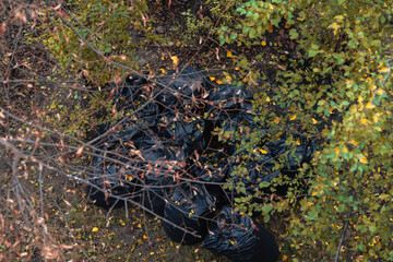 bags full of dry leaves in the park