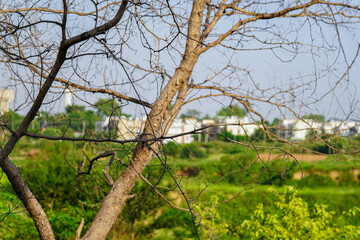 Bare Tree Branch Framing a Green Landscape with Distant Buildings