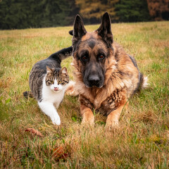 german shepherd dog and with cat 