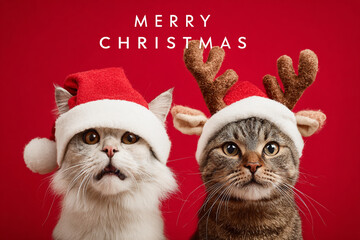 Two adorable cats one wearing a Santa hat and the other wearing reindeer antlers wish you a Merry Christmas