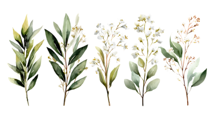 Collection of five delicate green leafy branches with small white flowers isolated on transparent background