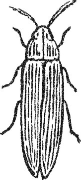 Stipple vector stick insect illustration, vintage phasmid bug engraving for entomology print, educational material, or quirky logo design
