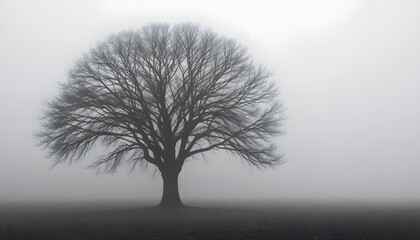 Lone Tree Silhouetted Against a Misty Foggy Background Landscape