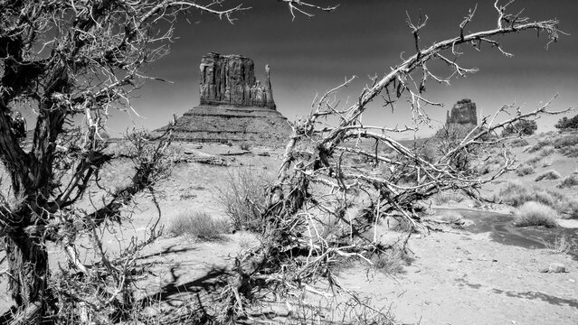 Sunlit dry tree trunk contrasting with iconic sandstone formations in Monument Valley during summer - Powered by Adobe