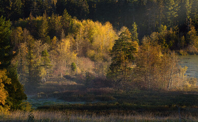Golden autumn forest sunrise over misty meadow with glowing trees tranquil nature landscape photography peaceful morning light fine art wall art for nature lovers and fall foliage inspiration
