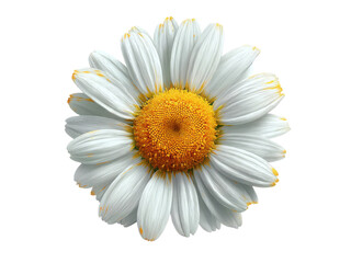 A close up of a white flower with yellow centers