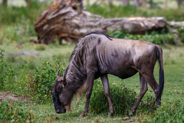Retrato de un Ñu azul adulto descansando en la sabana de Kenia