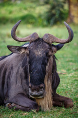 Retrato de un Ñu azul adulto descansando en la sabana de Kenia