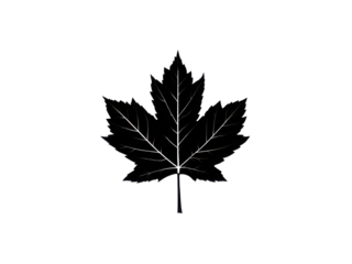 A black leaf of a maple tree