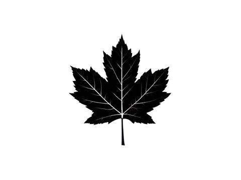 A black leaf of a maple tree