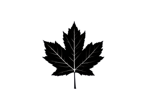 A black leaf of a maple tree