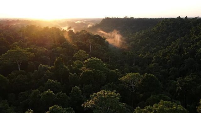 Aerial footage over dense rainforest canopy at golden sunset in amazon basin with cloudscape cinematic wilderness environment at dusk or dawn time