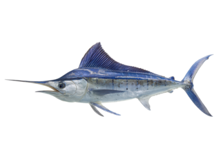 A large blue fish with a long, sharp, pointy fin