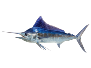 A large blue fish with a long, sharp, pointy fin