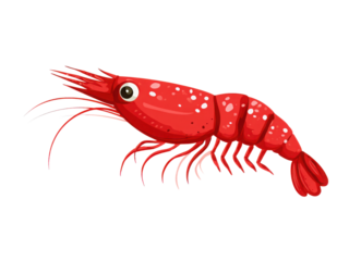 A red shrimp with a white background