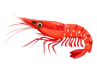 A red shrimp with a white background