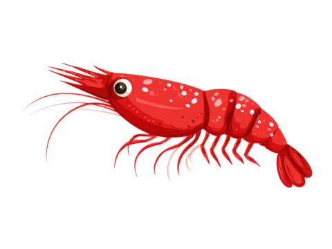 A red shrimp with a white background