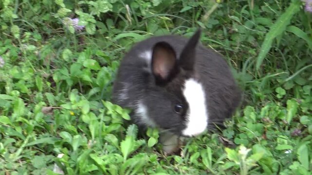 Coniglio selvatico che mangia l'erba