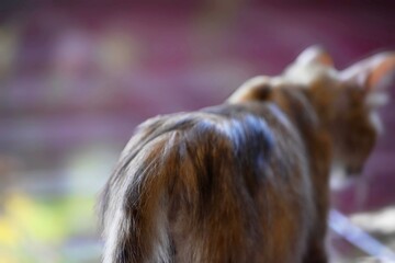 Backview cat with furry body, part of body and surrounding environment looks blurred.