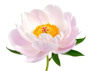 Blooming delicate pink peony flower branch