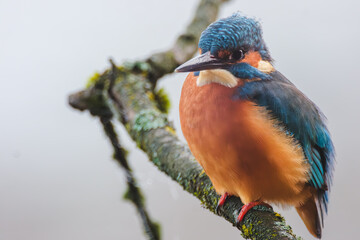 A detailed close-up of a vibrant kingfisher perched gracefully on a natural branch. The bird&rsquo;s colorful plumage and sharp beak are captured with striking clarity, highlighting its beauty