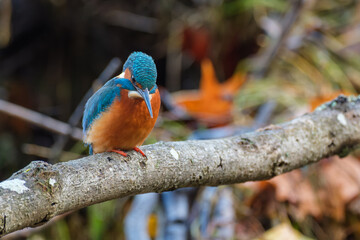 A detailed close-up of a vibrant kingfisher perched gracefully on a natural branch. The bird&rsquo;s colorful plumage and sharp beak are captured with striking clarity, highlighting its beauty
