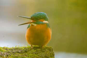 A detailed close-up of a vibrant kingfisher perched gracefully on a natural branch. The bird&rsquo;s colorful plumage and sharp beak are captured with striking clarity, highlighting its beauty