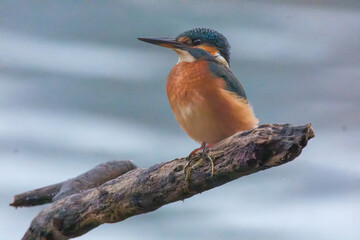 A detailed close-up of a vibrant kingfisher perched gracefully on a natural branch. The bird&rsquo;s colorful plumage and sharp beak are captured with striking clarity, highlighting its beauty
