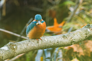A detailed close-up of a vibrant kingfisher perched gracefully on a natural branch. The bird&rsquo;s colorful plumage and sharp beak are captured with striking clarity, highlighting its beauty
