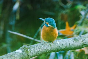 A detailed close-up of a vibrant kingfisher perched gracefully on a natural branch. The bird&rsquo;s colorful plumage and sharp beak are captured with striking clarity, highlighting its beauty