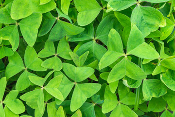 Three Leaf Clover Foliage with Dense Leaf Texture