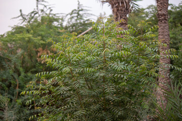 Green Foliage of a Lush Tree in a Rural Outdoor Environment Showing Dense Leaves and Natural Vegetation