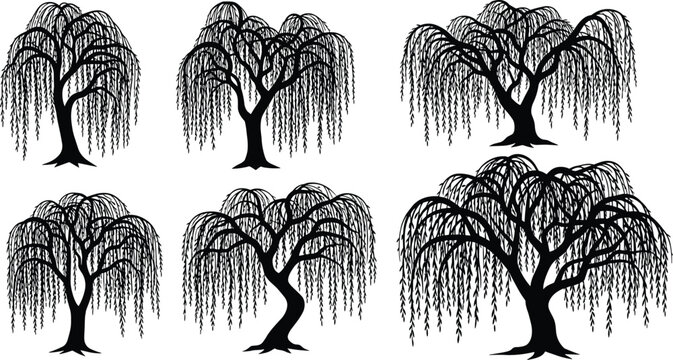 Illustration of silhouette of weeping willow tree isolated on set of black and white vector illustrations of deciduous trees with drooping branches nature concept